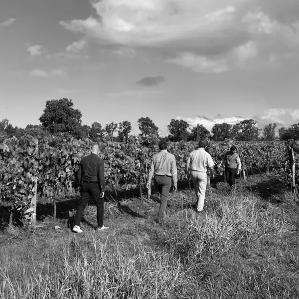 L’équipe Junko en exploration terrain, dans les vignes.