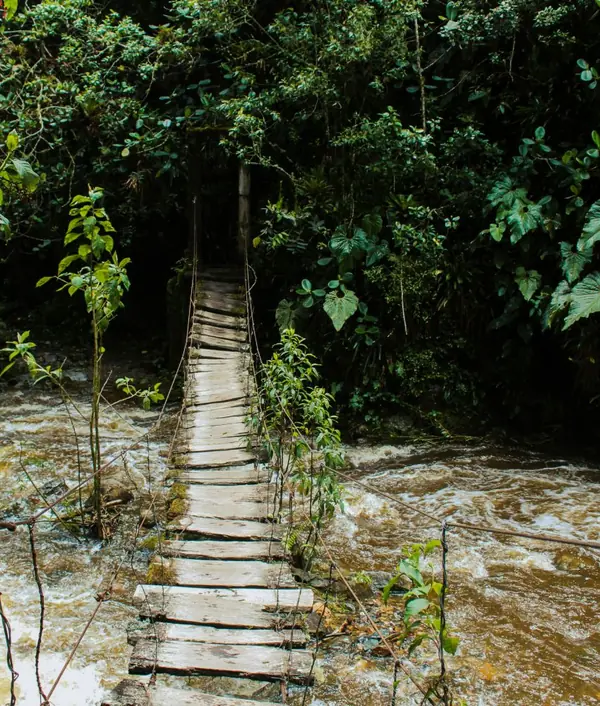 Un pont de planches suspendu au-dessus d’une rivière en crue, en pleine végétation.