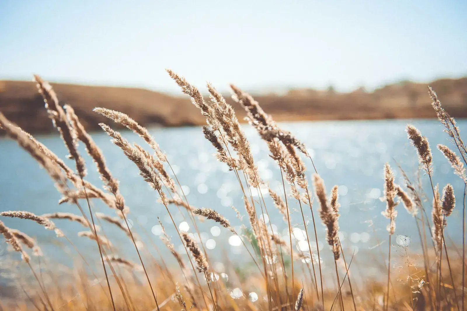 Reeds by the water, in the light.
